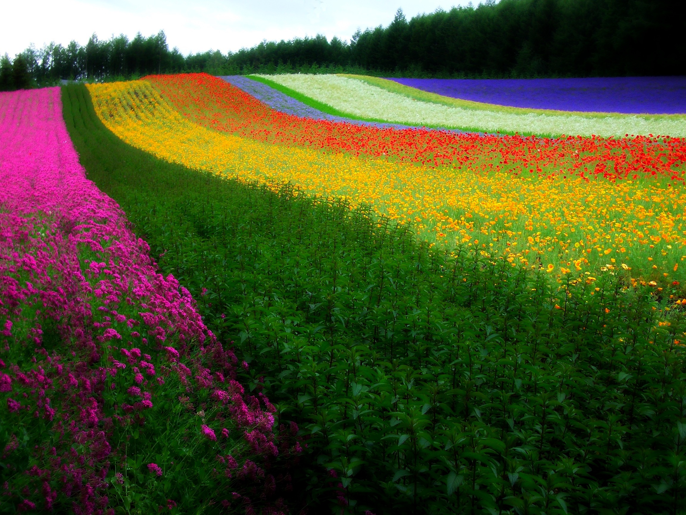 Поле с разноцветными цветами